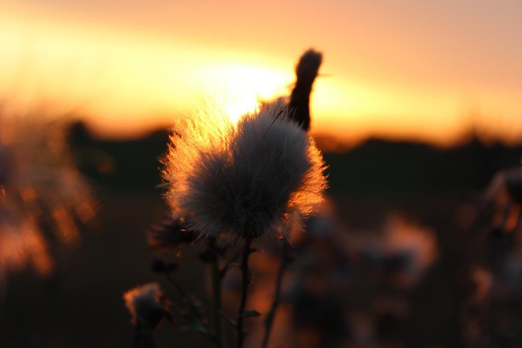 Agro Nad Stawem Villa Żukowo Dış mekan fotoğraf